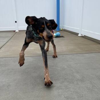 Bluetick Coonhound Dogs Available for Adoption in Harrisonburg, Virginia - Ranger | PetCurious