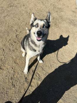 Rescue Siberian Husky Dogs for Adoption in Chula Vista, California - TRICKSY | PetCurious