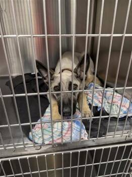 Mixed Breed Dogs Available for Adoption in West Chester, Pennsylvania - Skyler | PetCurious