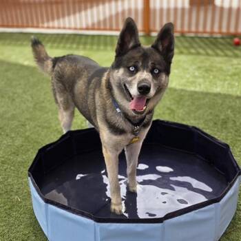 Siberian Husky Dogs Available for Adoption in Las Vegas, Nevada - BUDDY BLU EYES | PetCurious