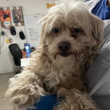 Nancy -  Maltese and Mixed Breed Dog for Adoption in Edinburg, Texas - Nancy | PetCurious
