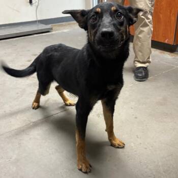 Sandra -  Shepherd and Mixed Breed Dog for Adoption in Yuma, Arizona - Sandra | PetCurious