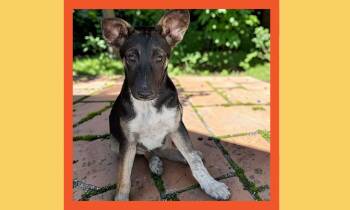 Denver -  Mixed Breed Dog for Adoption in San Francisco, California - Denver | PetCurious