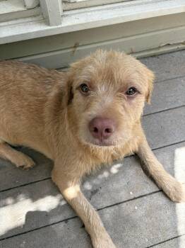 Terrier and Pit Bull Terrier Dogs Available for Adoption - Chewy | PetCurious