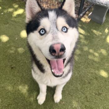 Siberian Husky Dogs Available for Adoption in Spring City, Pennsylvania - Army | PetCurious