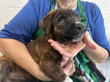 A385148 -  Akita and Pit Bull Terrier Dog for Adoption in Ocala, Florida - A385148 | PetCurious
