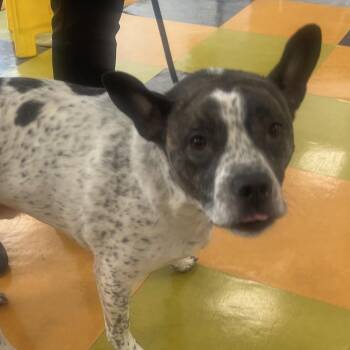 Mixed Breed Dogs Available for Adoption - Curious | PetCurious