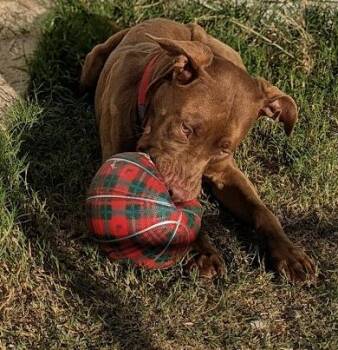 Tank -  American Staffordshire Terrier Dog for Adoption in Tulsa, Oklahoma - Tank | PetCurious