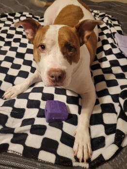Rescue Pit Bull Terrier Dogs for Adoption in Chandler, Arizona - JACK #14 | PetCurious
