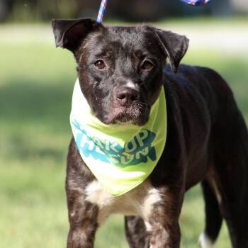 Katie -  Mixed Breed Dog for Adoption in Columbia, South Carolina - Katie | PetCurious