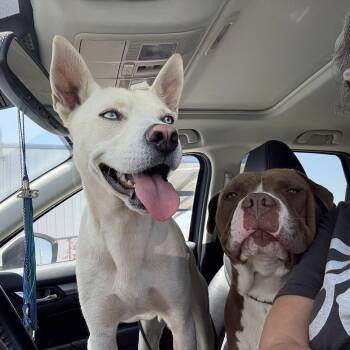 Rescue Husky and Labrador Retriever Dogs for Adoption in La Honda, California - Pedro ASAP | PetCurious
