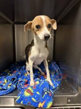 Jubilee -  Chihuahua Dog for Adoption in Tulsa, Oklahoma - Jubilee | PetCurious
