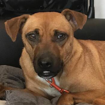 Rescue Carolina Dog Dogs for Adoption in Austin, Texas - Tortilla Chip | PetCurious