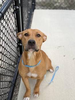 Eve -  Labrador Retriever and American Bulldog Dog for Adoption in Lakeland, Florida - Eve | PetCurious