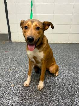 Wynter -  Mixed Breed Dog for Adoption in ABRAHAM BALDWIN COLLEGE, Georgia - Wynter | PetCurious