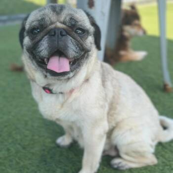 Pug Dogs Available for Adoption - Smarty A2258405 | PetCurious
