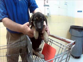 German Shepherd Dog and Mixed Breed Dogs Available for Adoption in Tulsa, Oklahoma - PLANE | PetCurious