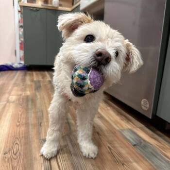 Terrier Dogs Available for Adoption in Homer Glen, Illinois - Misty | PetCurious