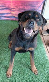 Peyton - Foster Needed -  Rottweiler Dog for Adoption in Deering, New Hampshire - Peyton - Foster Needed | PetCurious