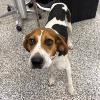 Hizzie -  Coonhound Dog for Adoption in Morganton, North Carolina - Hizzie | PetCurious