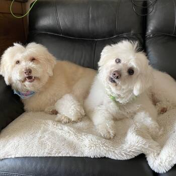 Mixed Breed Dogs Available for Adoption in Saskatoon, Saskatchewan - Bobbie & Benny | PetCurious
