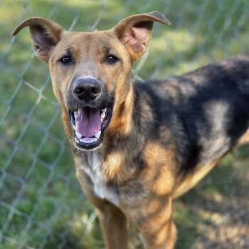 Tanner -  Mixed Breed Dog for Adoption in Madison, Wisconsin - Tanner | PetCurious