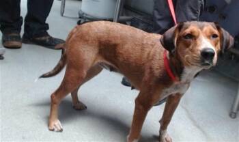 VIVIAN -  Harrier and Mixed Breed Dog for Adoption in Albuquerque, New Mexico - VIVIAN | PetCurious