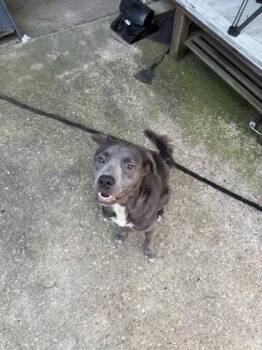 Pit Bull Terrier Dogs Available for Adoption - Grace (157285) (In A Foster Home) | PetCurious