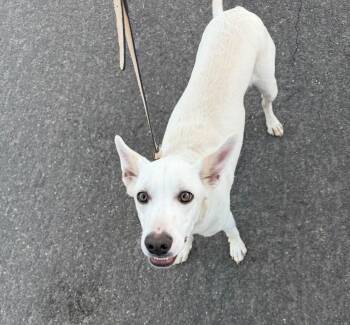 61842017 -  Australian Kelpie Dog for Adoption in Elko, Nevada - 61842017 | PetCurious