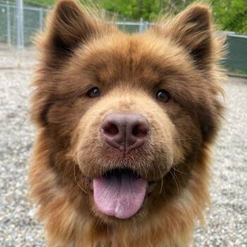 Chow Chow Dogs Available for Adoption in Adrian, Michigan - Venus | PetCurious