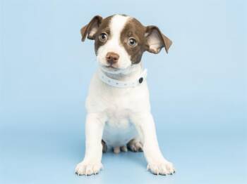 Chihuahua Dogs Available for Adoption - FRENCH FRY | PetCurious