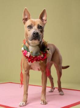 Diamond -  Mixed Breed Dog for Adoption in Atlanta, Georgia - Diamond | PetCurious