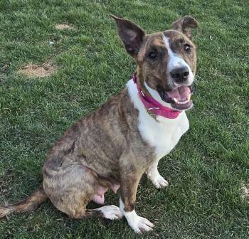 Boxer and German Shepherd Dog Dogs Available for Adoption in Mclean, Illinois - Frida  | PetCurious