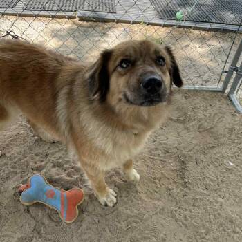 Australian Shepherd and Mixed Breed Dogs Available for Adoption in Stephenville, Texas - Reyna | PetCurious