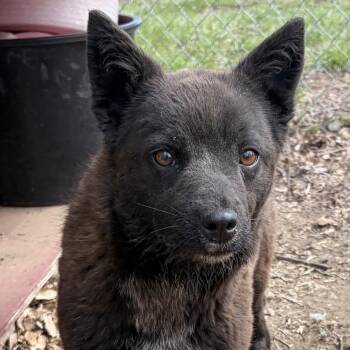 Mixed Breed Dogs Available for Adoption in Bismarck, North Dakota - Tiny | PetCurious