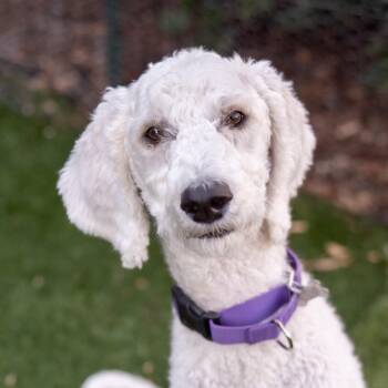 Rescue Standard Poodle and Saluki Dogs for Adoption in Carlsbad, California - GIGI The Poodle | PetCurious