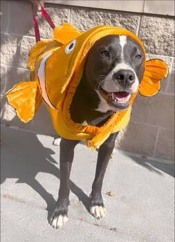 Rescue Mixed Breed Dogs for Adoption in Acworth, Georgia - Brent | PetCurious