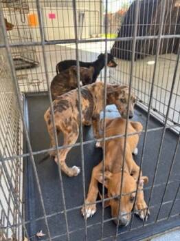 Rescue Mixed Breed Dogs for Adoption in Port Allen, Louisiana - Boogie | PetCurious