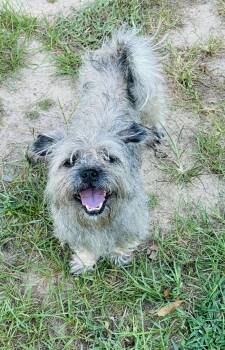 Rescue Shih Tzu and Brussels Griffon Dogs for Adoption in Plano, Texas - Granny | PetCurious