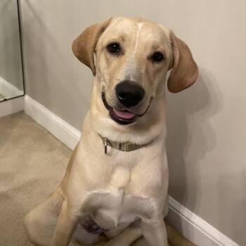Labrador Retriever Dogs Available for Adoption - Reba | PetCurious