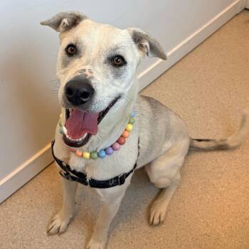 Sophie -  Mixed Breed Dog for Adoption in Murray, Utah - Sophie | PetCurious