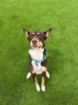 Rescue Cattle Dog and Husky Dogs for Adoption in Phoenix, Arizona - Apple Cider | PetCurious