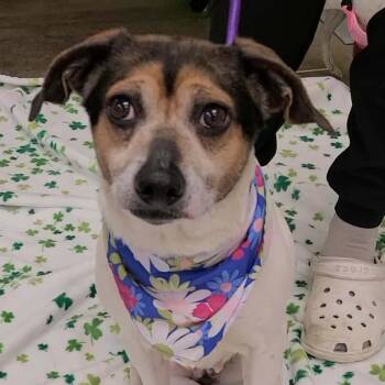 Beagle Dogs Available for Adoption in Manchester, New Hampshire - Linny In NH! Come Meet Our Adoptable Dogs Wed-Sat More Info In B | PetCurious