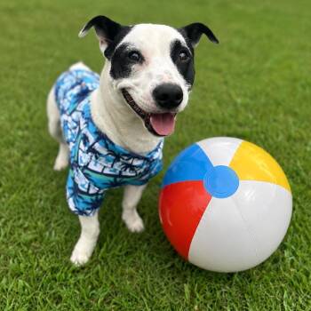 Mogi -  Terrier and Basset Hound Dog for Adoption in Brownsboro, Alabama - Mogi | PetCurious