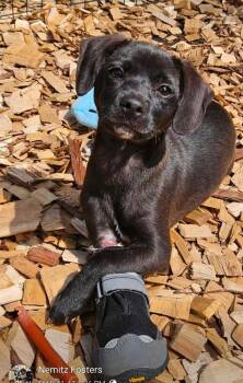ToH : Mikhayla -  Dachshund and Beagle Dog for Adoption in Aurora, Indiana - ToH : Mikhayla | PetCurious