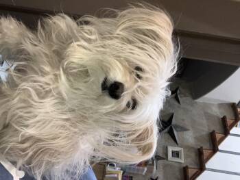 Rescue Maltese and Yorkshire Terrier Dogs for Adoption in Henderson, Nevada - Princess | PetCurious