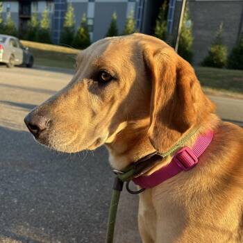 Taz -  Yellow Labrador Retriever Dog for Adoption in Lynchburg, Virginia - Taz | PetCurious