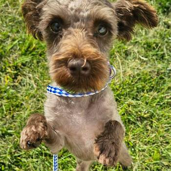 Ginger -  Shih Tzu Dog for Adoption in Plainfield, Illinois - Ginger | PetCurious