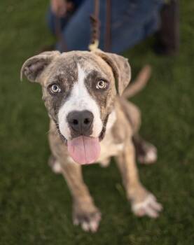 Bruno -  American Staffordshire Terrier and American Bulldog Dog for Adoption in Madera, California - Bruno | PetCurious