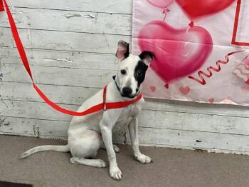 Pit Bull Terrier and Mixed Breed Dogs Available for Adoption - SCOTTY BOY | PetCurious